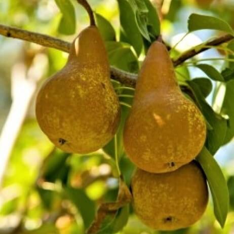 Par UNTOASA BOSC - Pepiniera Jardina