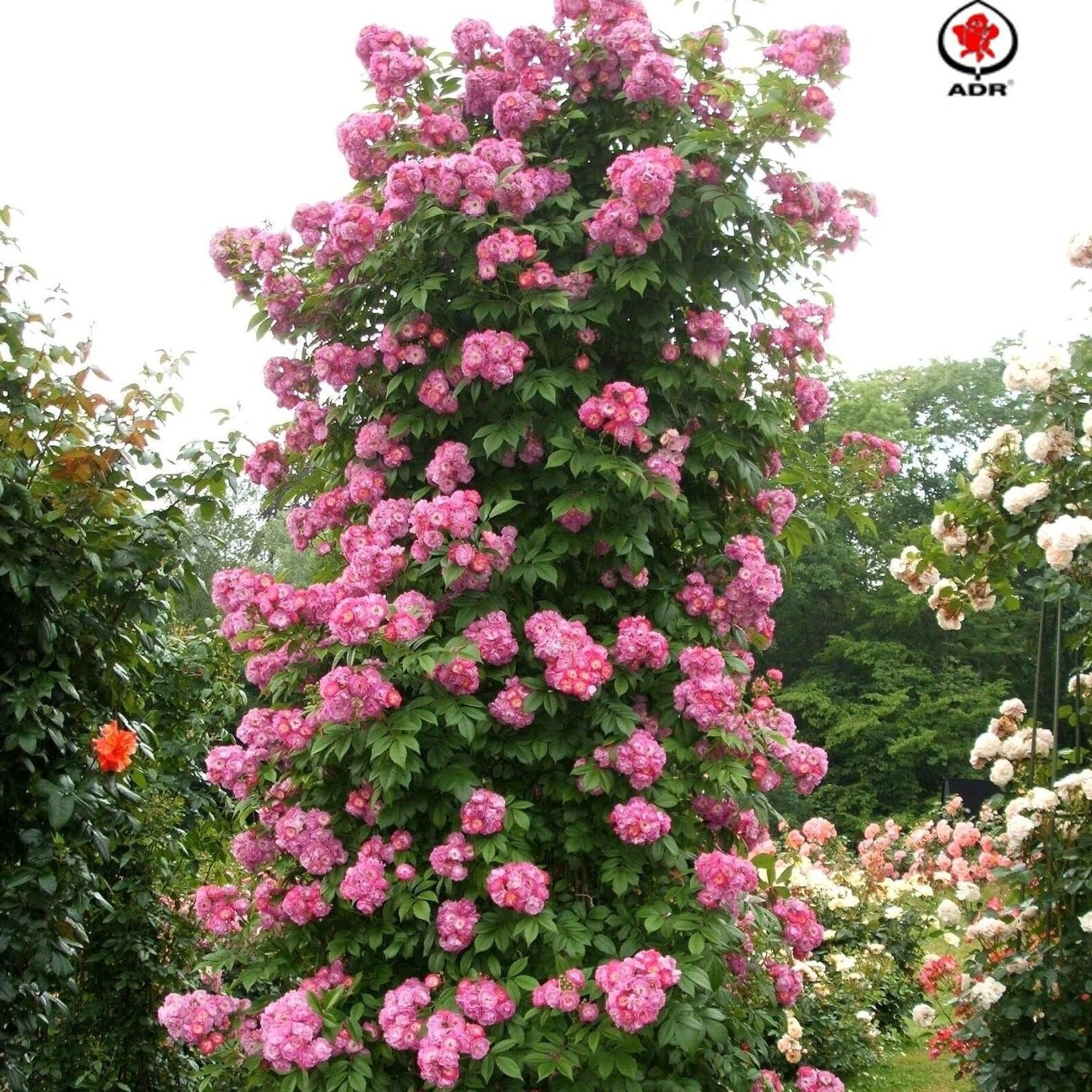 PERENNIAL BLUE Trandafir urcator