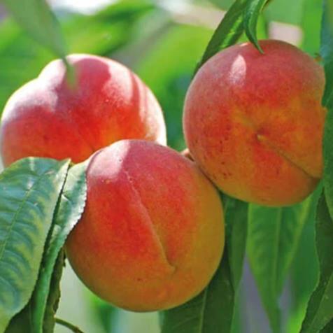 Piersic PLUS Piersic de anul 2 - coroana proiectata