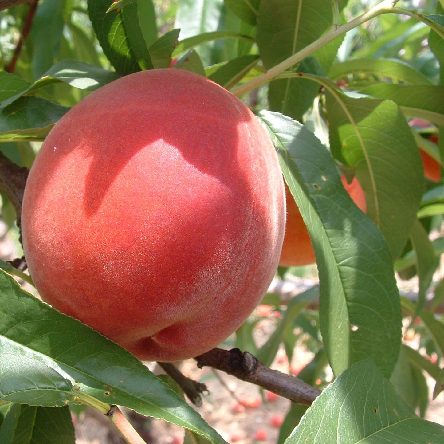 Piersic REDHAVEN Piersic de anul 2 - coroana proiectata