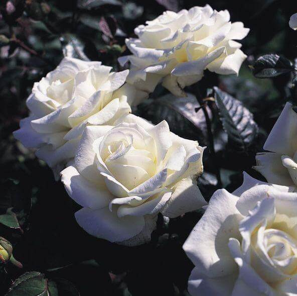 PINGUIN - Pepiniera Jardina