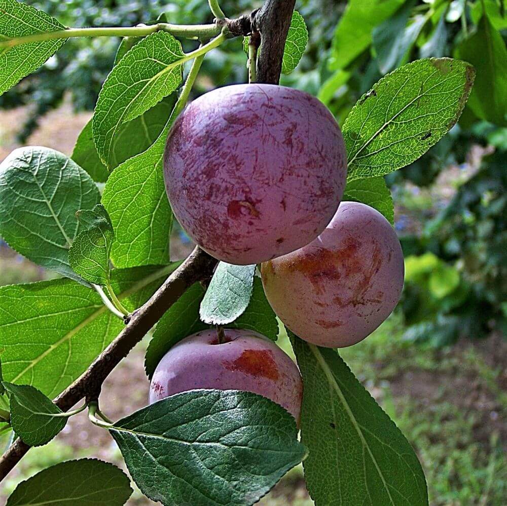 Prun RENCLOD ALTHAN - Pepiniera Jardina