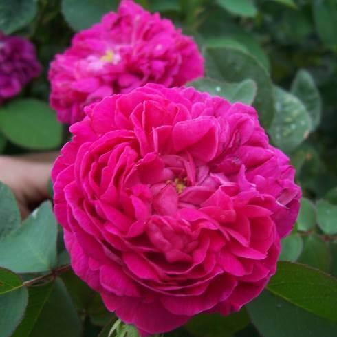 ROSE DE RESCHT Trandafir floribunda