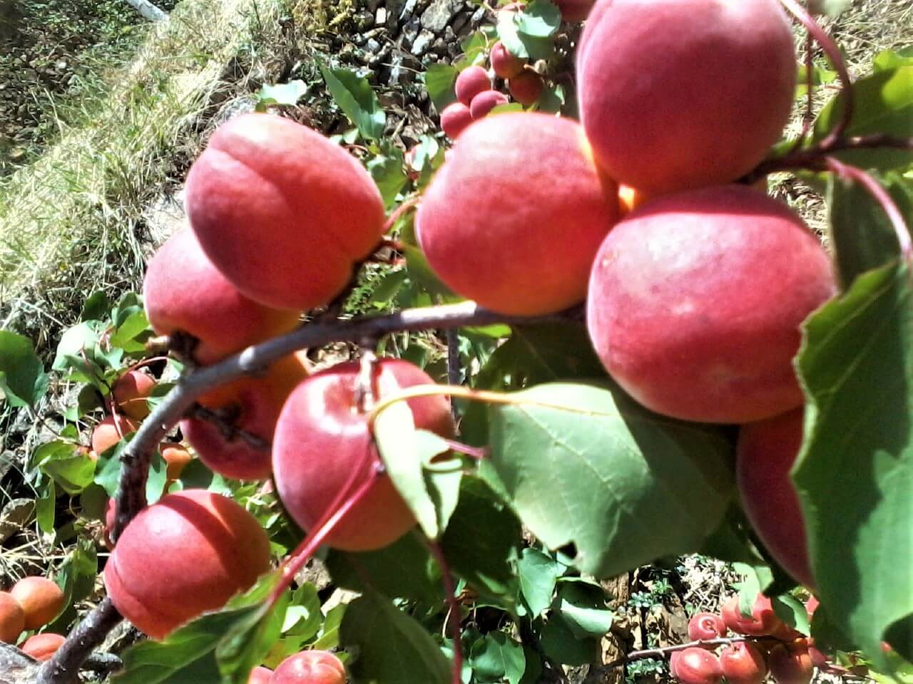 Cais ROSU TIMPURIU - Pepiniera Jardina