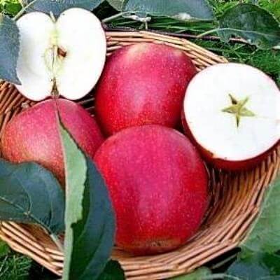 Mar SUMMERRED ® - Pepiniera Jardina