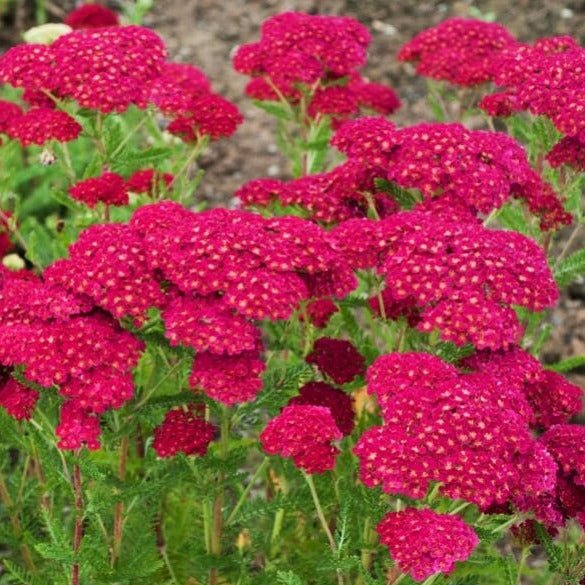 Achillea millefolium : TUTTI FRUTTI - POMEGRANATE Perene Superbe