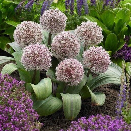 Allium karataviense Perene Superbe