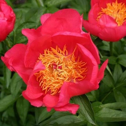 Paeonia lactiflora : FLAME Perene Superbe