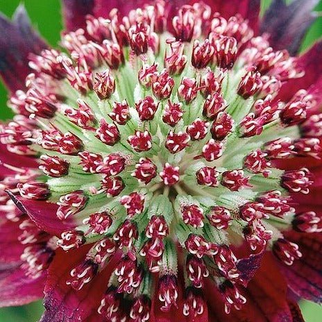 Astrantia major : MOULIN ROUGE Perene Superbe