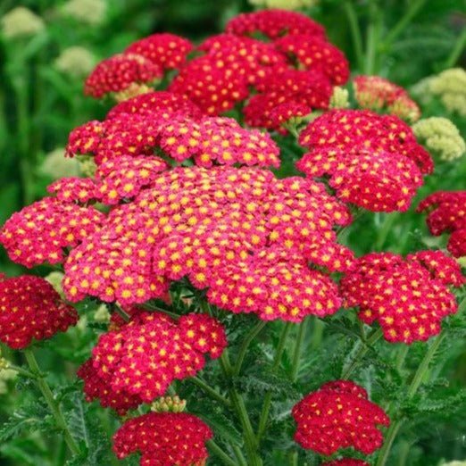 Achillea millefolium : TUTTI FRUTTI - POMEGRANATE Perene Superbe