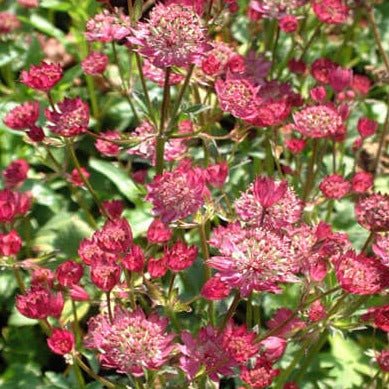 Astrantia major : MOULIN ROUGE Perene Superbe