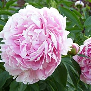 Paeonia : SARAH BERNHARDT Perene Superbe