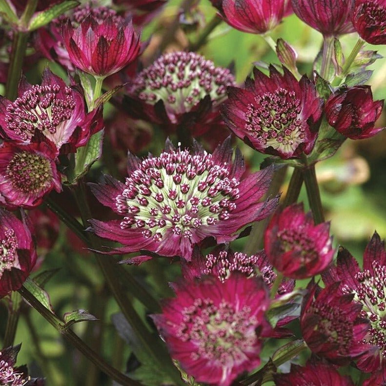 Astrantia major : MOULIN ROUGE Perene Superbe