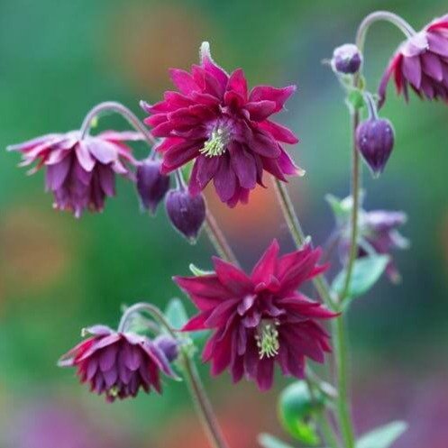 Aquilegia vulgaris : RUBY PORT Perene Superbe