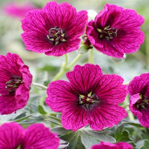 Geranium cinereum : JOLLY JEWEL PURPLE Perene Superbe