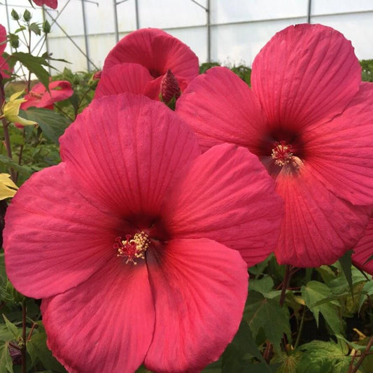 Hibiscus moscheutos : GRIOTTE TANGRI Perene Superbe