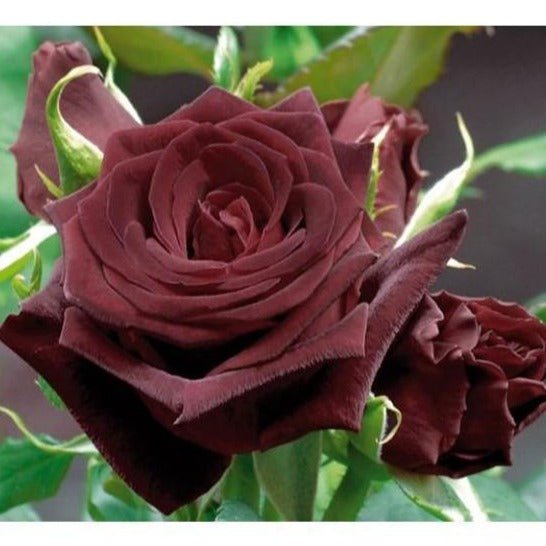 BLACK BACCARA Trandafir teahibrid