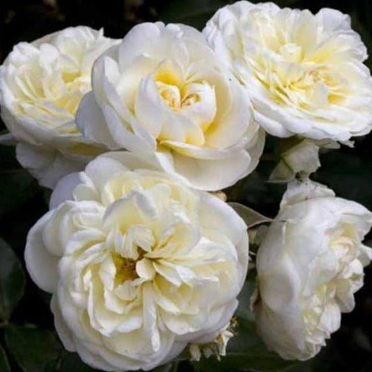 LADY ROMANTICA Trandafir floribunda