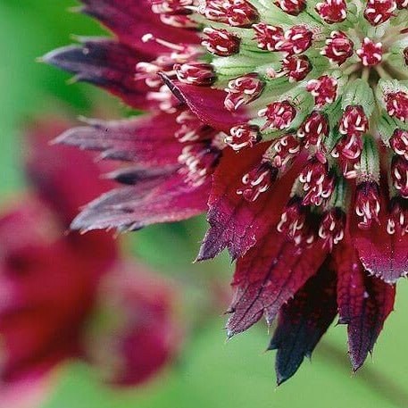 Astrantia major : MOULIN ROUGE Perene Superbe