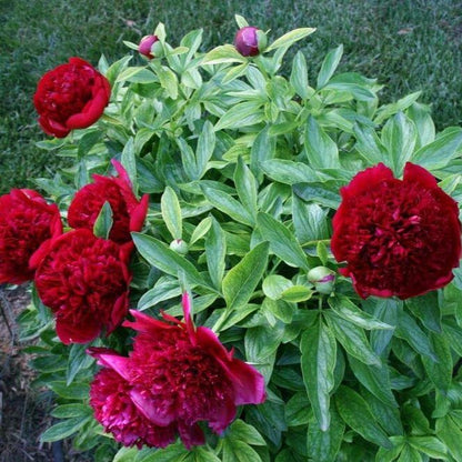 Paeonia : RED CHARM Perene Superbe