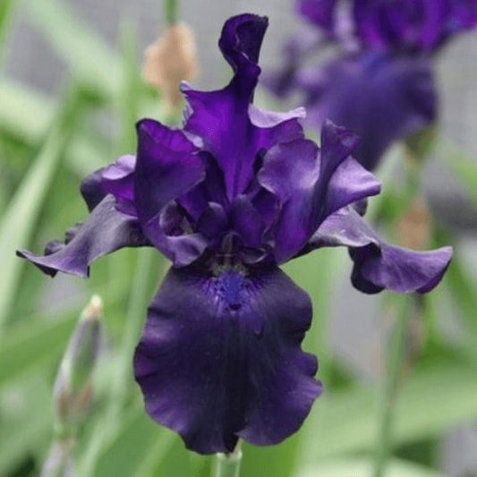 Iris germanica : BLACK DRAGON Perene Superbe