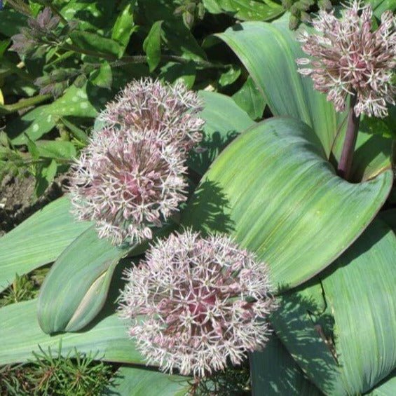 Allium karataviense Perene Superbe