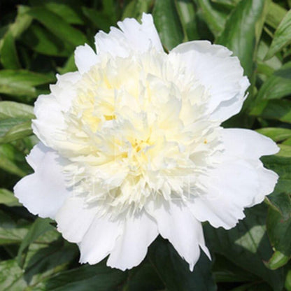 Paeonia lactiflora : CHARLES WHITE Perene Superbe