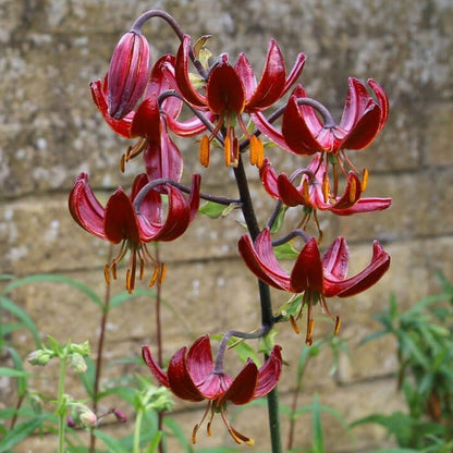 Lilium martagon : CLAUDE SHRIDE Perene Superbe