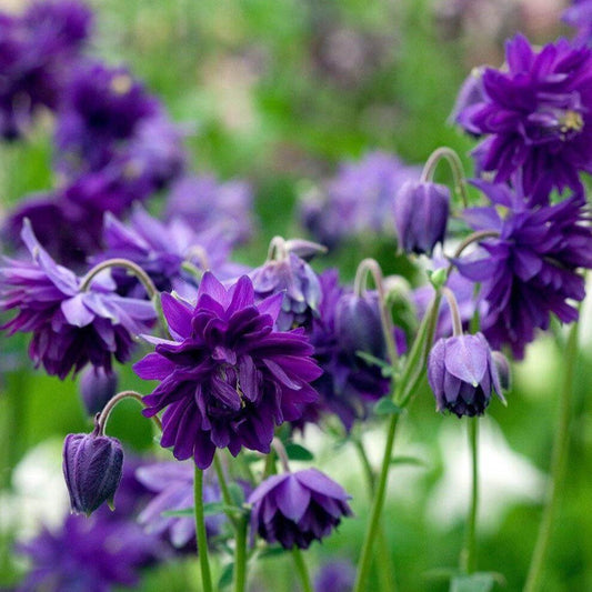 Aquilegia vulgaris : BLUE BARLOW Perene Superbe