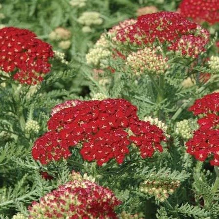 Achillea millefolium : TUTTI FRUTTI - POMEGRANATE Perene Superbe