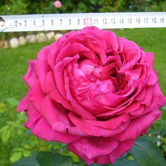 La Rose des 4 Vents Trandafir teahibrid