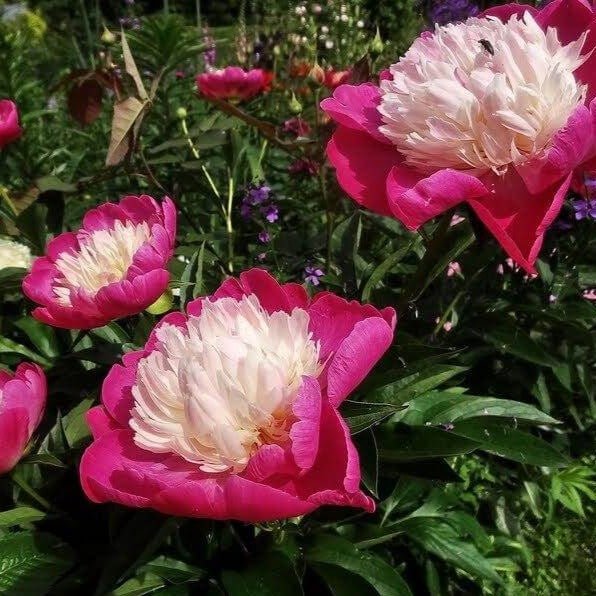 Paeonia lactiflora : SANTA FE Perene Superbe