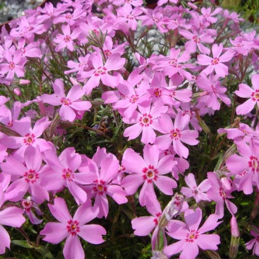 Phlox subulata : SAMSON Perene Superbe