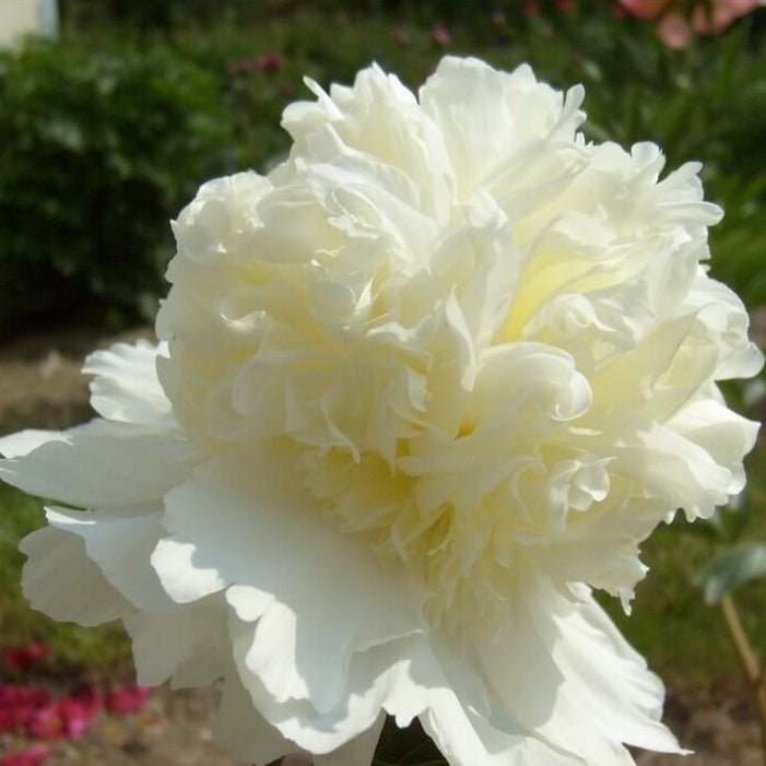 Paeonia lactiflora : CHARLES WHITE Perene Superbe