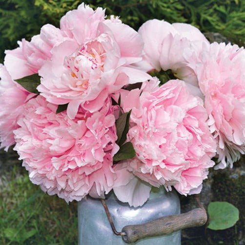 Paeonia : SARAH BERNHARDT Perene Superbe