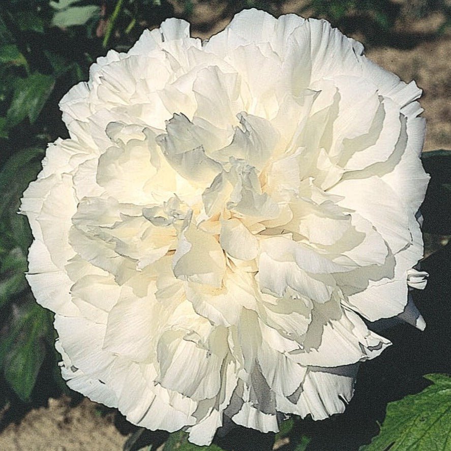 Paeonia suffruticosa : FUSOTSUKASA Perene Superbe