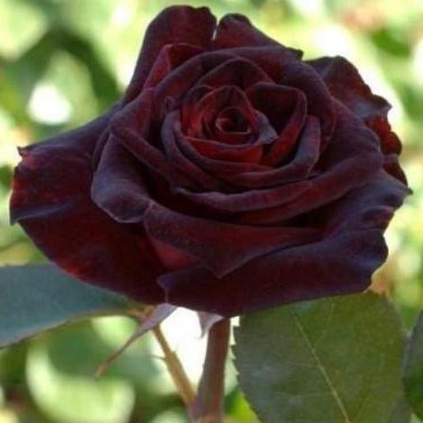 BLACK BACCARA Trandafir teahibrid