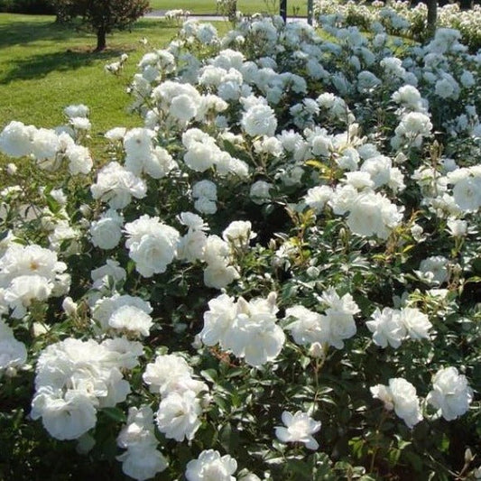 ICEBERG Trandafir floribunda