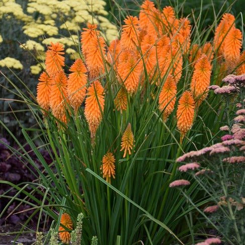 Kniphofia uvaria : PYROMANIA ORANGE BLAZE Perene Superbe