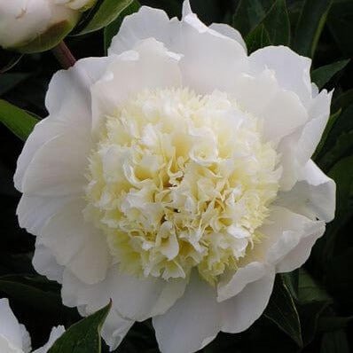 Paeonia lactiflora : CHARLES WHITE Perene Superbe