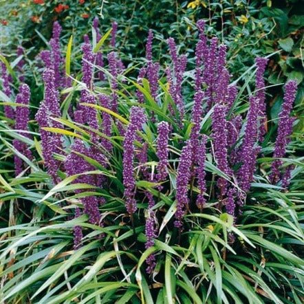 Liriope spicata : INGWERSEN Perene Superbe