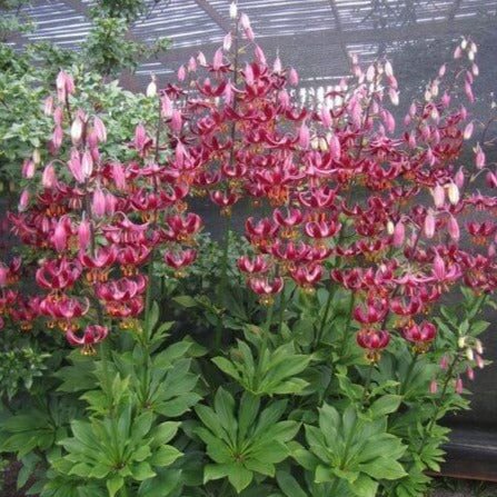 Lilium martagon : CLAUDE SHRIDE Perene Superbe