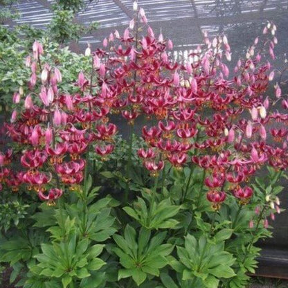 Lilium martagon : CLAUDE SHRIDE Perene Superbe