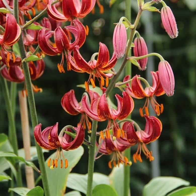 Lilium martagon : CLAUDE SHRIDE Perene Superbe