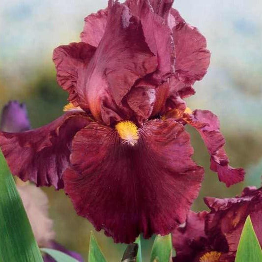 Iris germanica : RESPECTABLE Perene Superbe