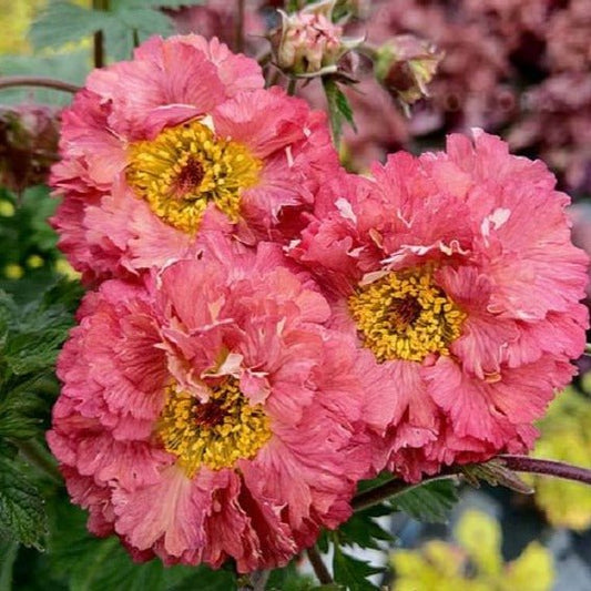 Geum coccineum : BOHEMA PINK Perene Superbe