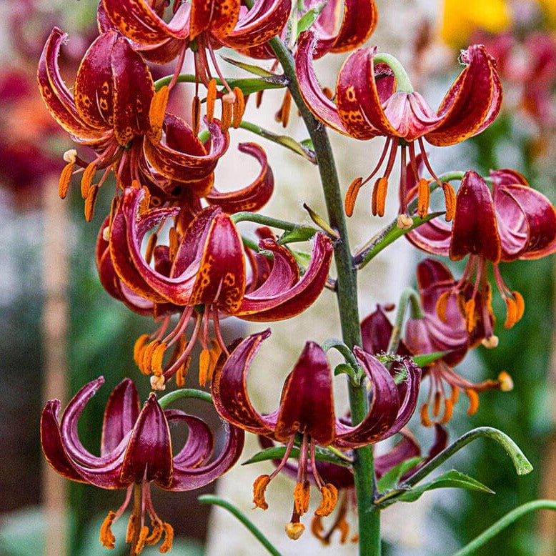 Lilium martagon : CLAUDE SHRIDE Perene Superbe