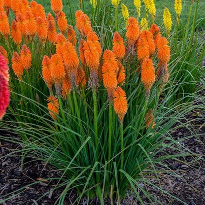 Kniphofia uvaria : PYROMANIA ORANGE BLAZE Perene Superbe