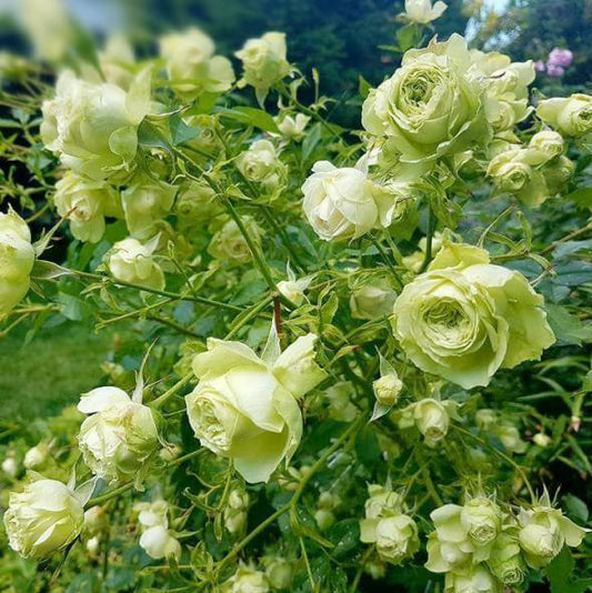 LOVELY GREEN Trandafir floribunda