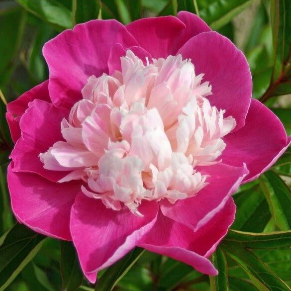 Paeonia lactiflora : SANTA FE Perene Superbe